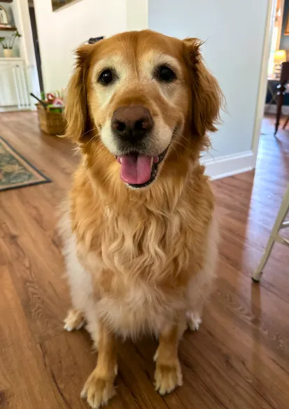 Daisy